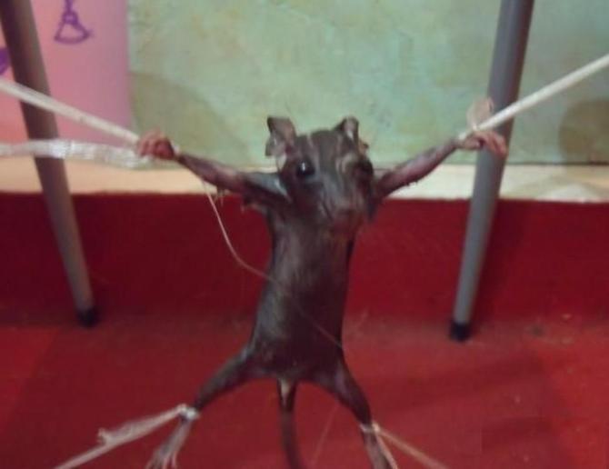 一只老鼠咬坏键盘线后,被人逮住并施以酷刑折磨致死(血腥图片)